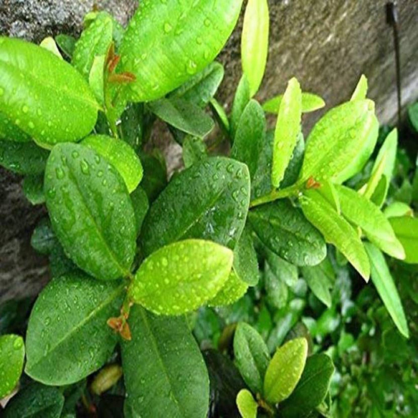Seeds Climbing Clove Plant