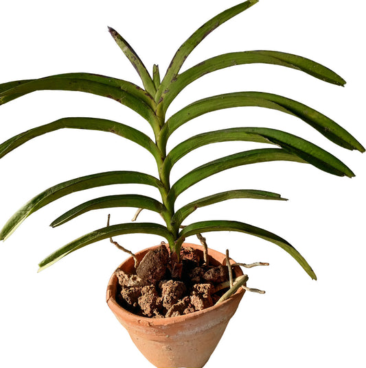 Seeds Orchid