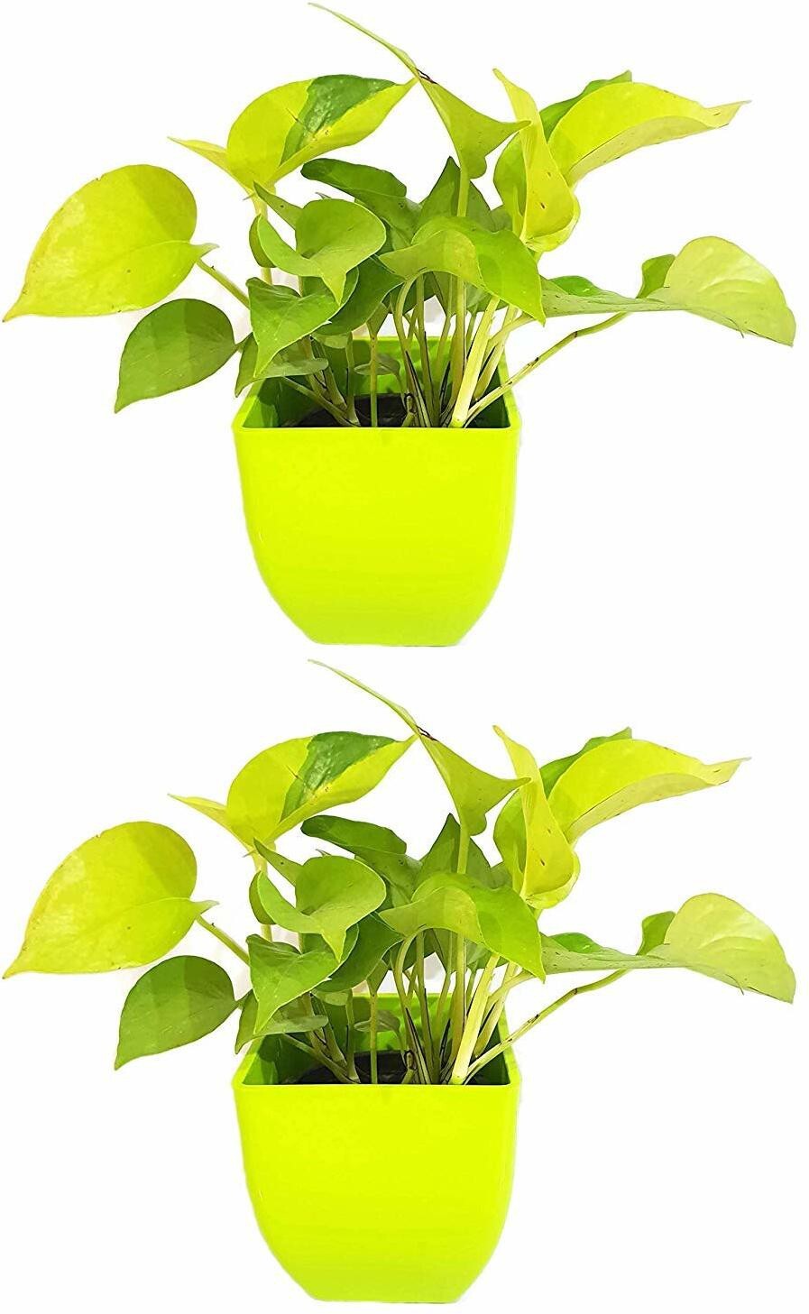 Two Basil Seeds Air Purifying Good Luck Golden Money Plant Feng Shui Pothos plants in pots, promoting positive energy and fresh air.