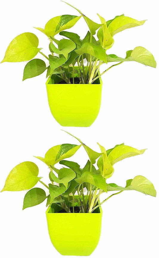 Golden Money Plant Feng Shui Pothos seeds from 205, ideal for air purification and good luck, shown in a pack of two.