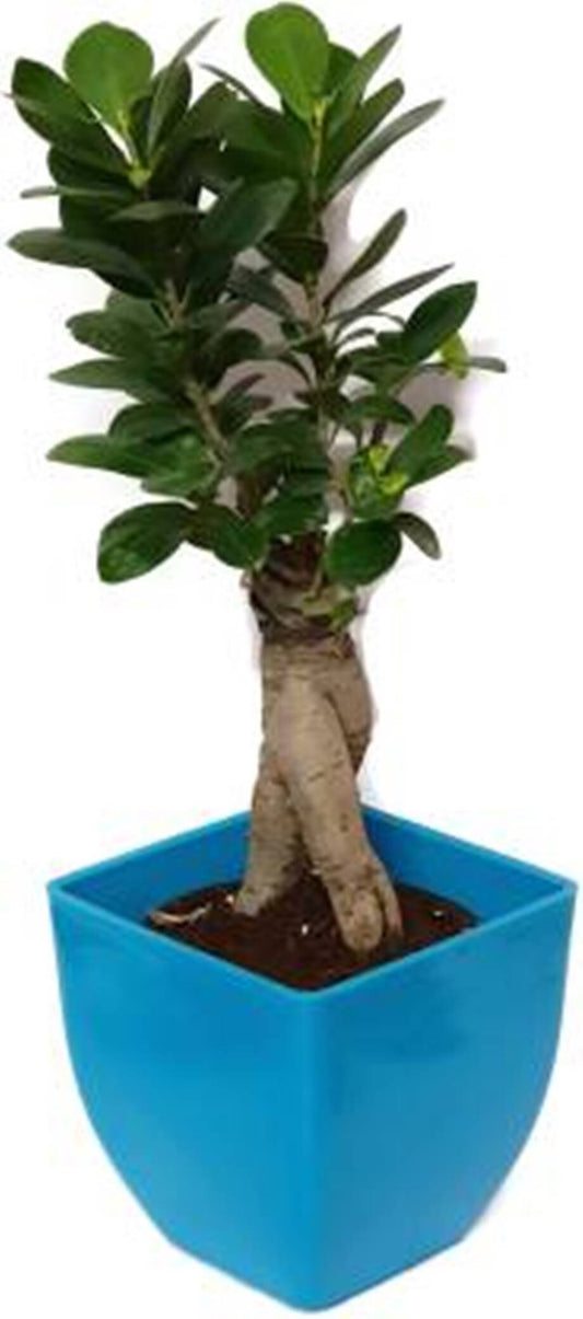 Fresh basil seeds from 205, ideal for indoor gardening, shown in a clear image with seed packaging and plant details.