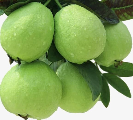 Seeds Live Chinese Guava/Amrud/Amrood Fruit Plant (1 Healthy Fruit Tree Live Plant)
