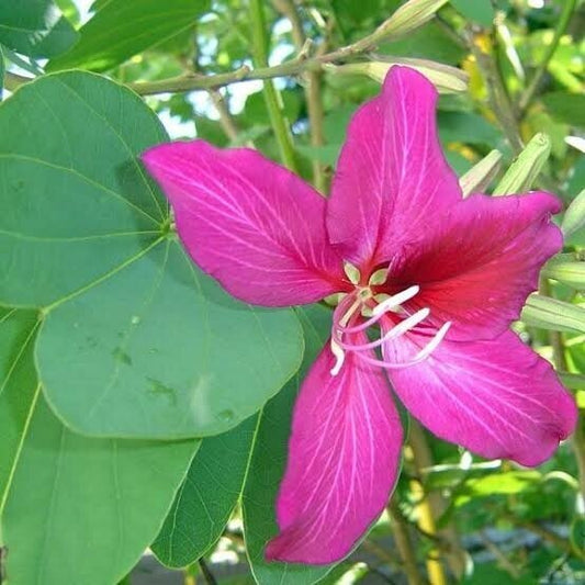 Seeds Rare Purple Kanchan Flowers Plant