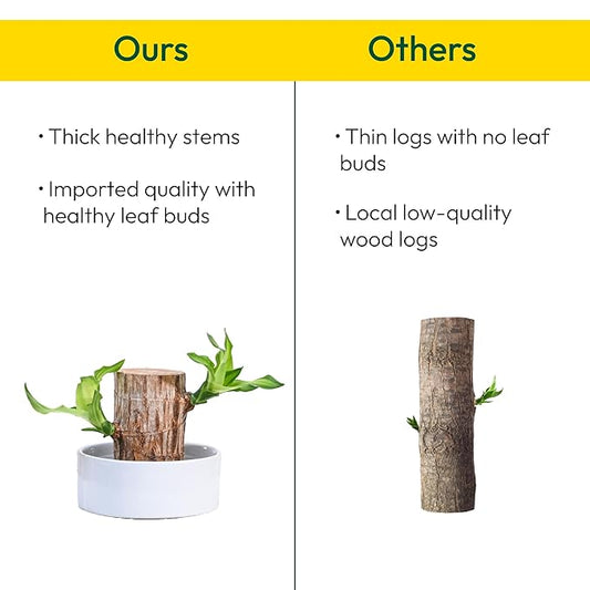 Green Lucky Brazil Wood Potted Plant (Pack of 2)