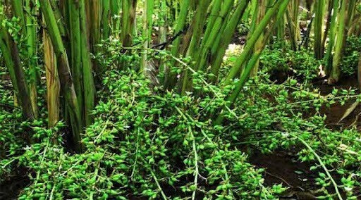 Seeds Elaichi Plant /Cardamom