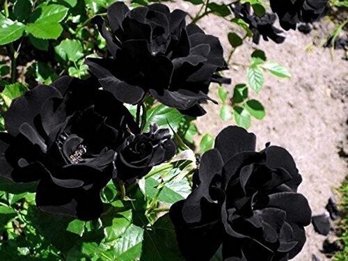 Seeds Rose Plant