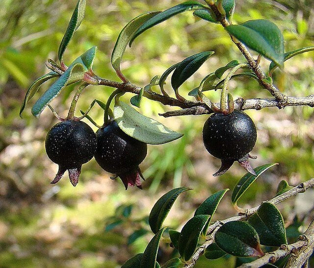 Seeds Black Guava, Amrud - Plant