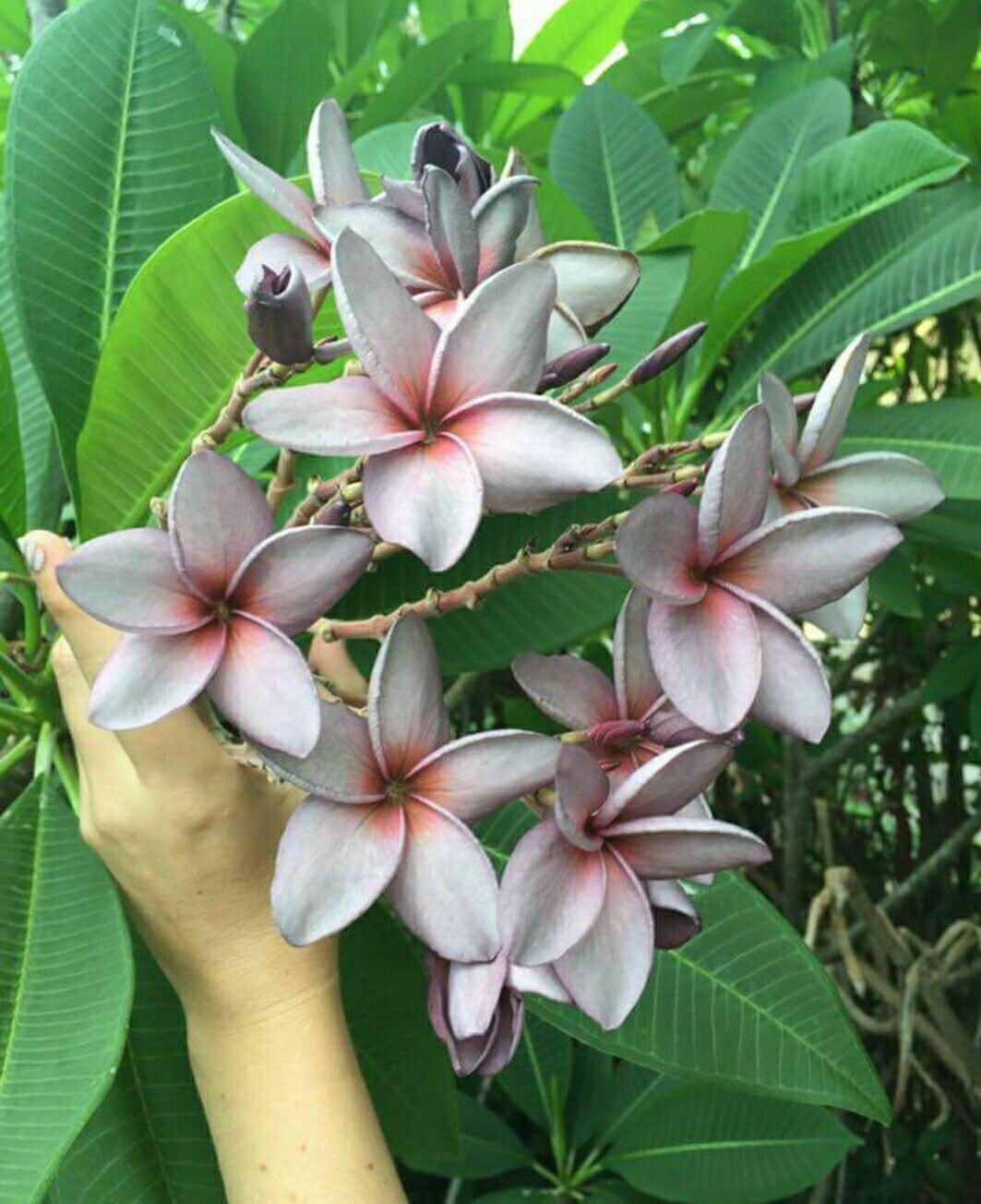 Seeds Pulmeria Flower