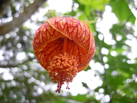 Seeds Hibiscus
