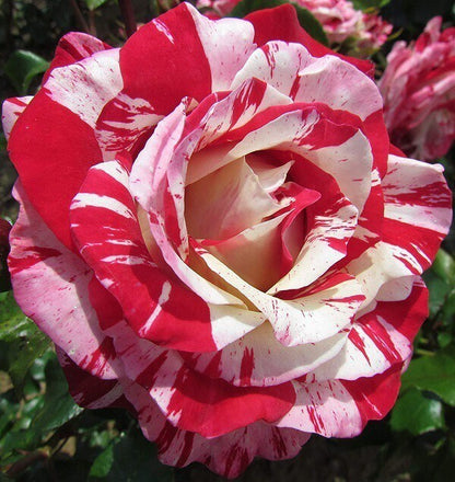 Seeds Hybrid Rose Plant