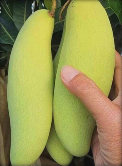 Seeds Hybrid Thai Banana Shaped Mango Grafted Live Plant. Thai