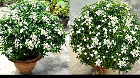 Seeds Chandni Flower Plant