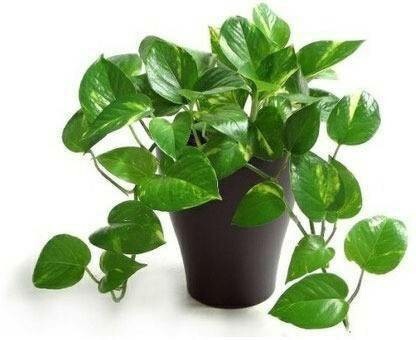 Seeds Good Luck Mony Plants