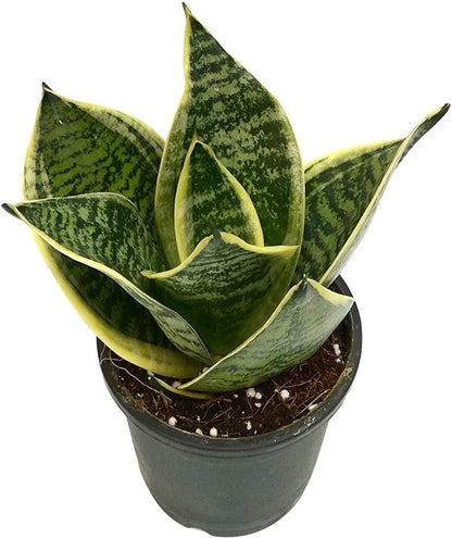 Seeds Sansoveria Plant