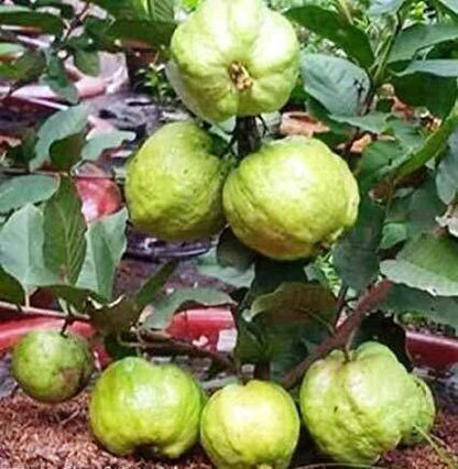 Seeds Live Chinese Guava/Amrud/Amrood Fruit Plant (1 Healthy Fruit Tree Live Plant)