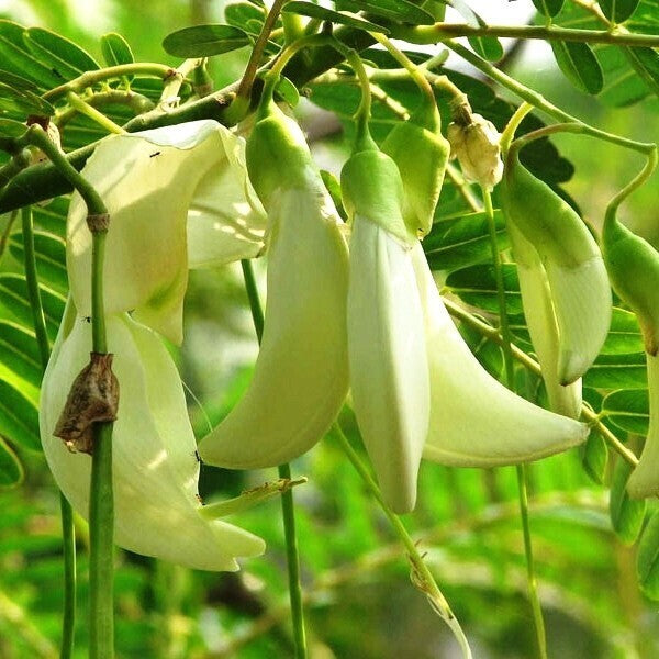 Yellow Agastya Basil Seeds from 205 brand, showing vibrant seeds ideal for medicinal plants and garden cultivation.