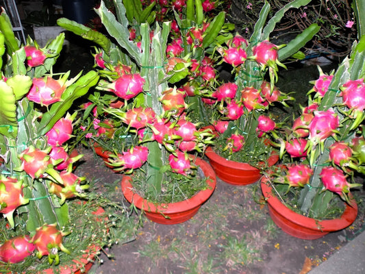 Seeds Dragon Fruit Plant (Hybrid Pack of 1)
