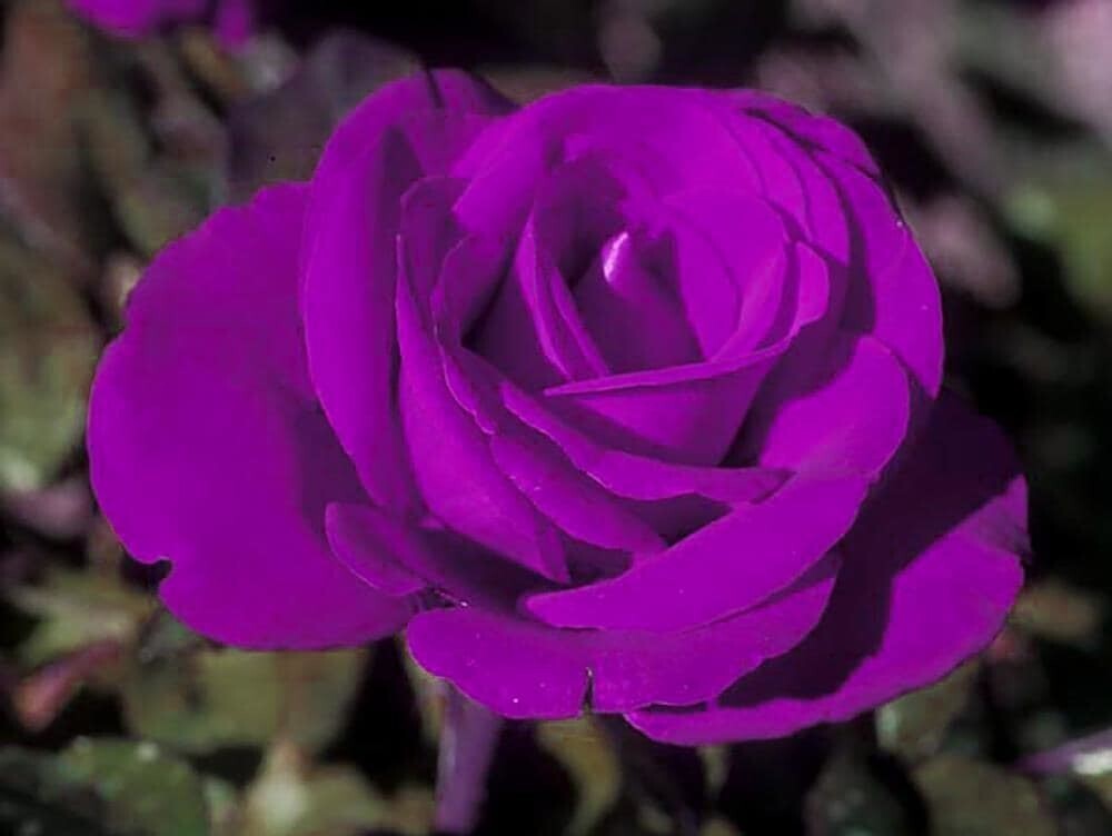 Seeds Unique Purple Rose Plant