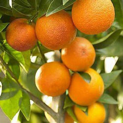 Seeds Nagpur Orange