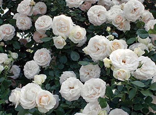 Seeds Rose Flower