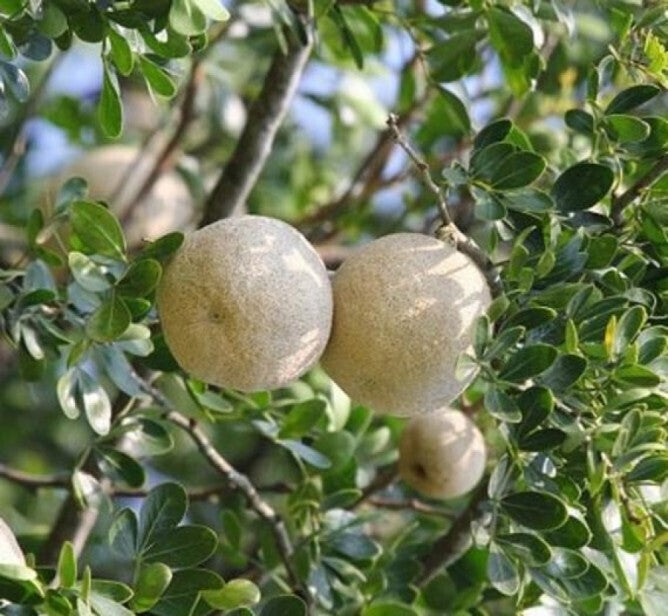 Seeds Thai Wood Apple Live Plant- Popular Among Indian/Bengali Street Food