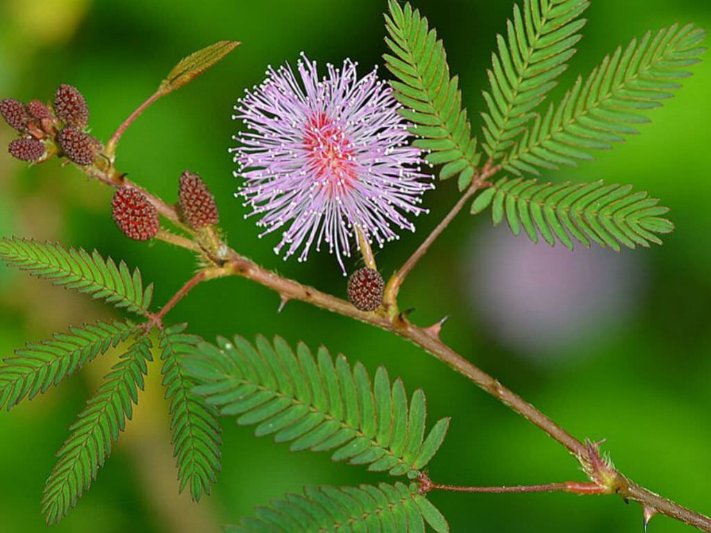 Seeds Shy Plant, Lajjabati, Chu Mui, Toch Me Not Plant