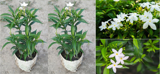 Seeds Jasmine Plant