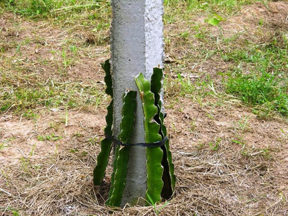 Seeds Dragon Fruit Tree