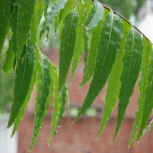Seeds Ashok Plant