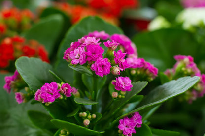 Seeds Kalanchoe Plant