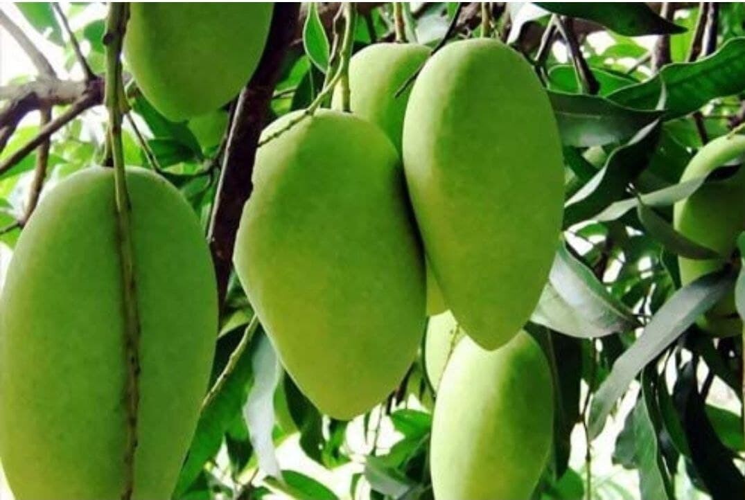 Seeds Vg - Dasheri Aam / Mango Plant