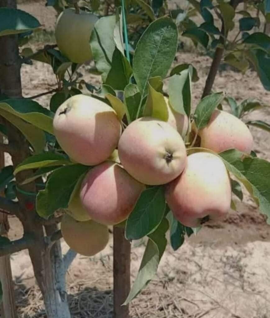 Seeds Apple Plant