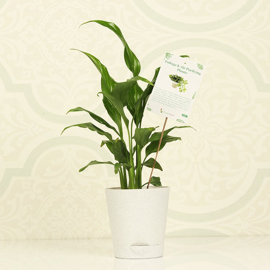Seeds Lily Flower Plant