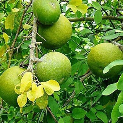 Seeds Bel Pattra Plant Live with Pot