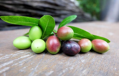 Seeds Karonda Plant