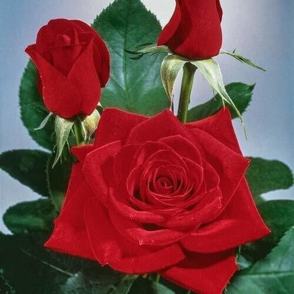 Seeds Red Rose Plant
