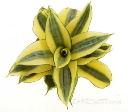 Seeds Snake Plant