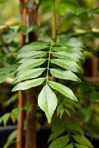 Seeds Curry Leaves Plant