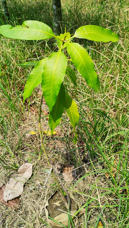 Grafted Mango plant from Seeds Thailand Variety with Basil Seeds, 2 to 2.6 feet tall, producing mangoes over 1kg each.