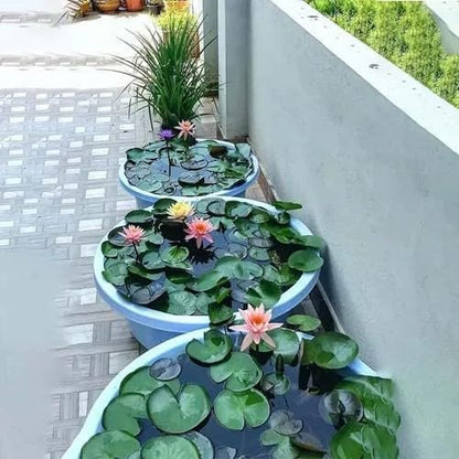 Lotus seeds