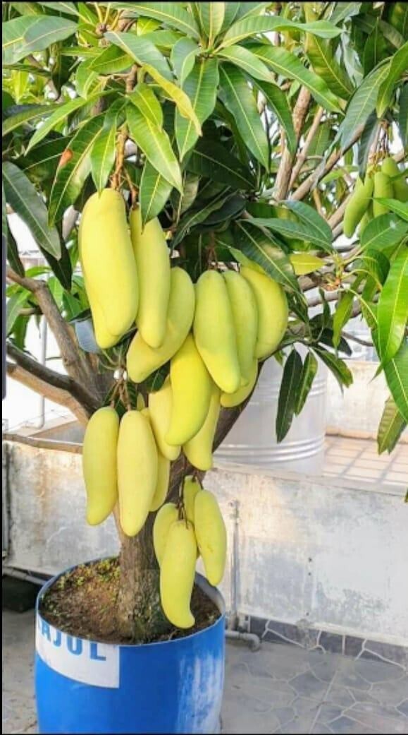Seeds All Time Grafted Mango Plant