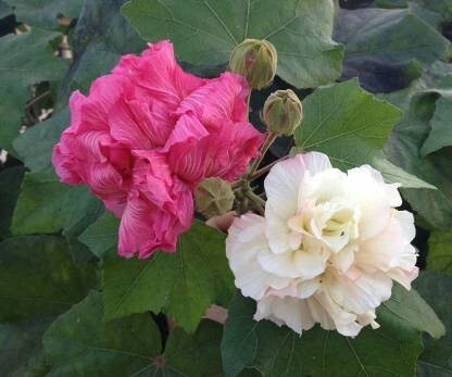 Basil Seeds from 19235 for rare Land Lotus with double petals and color-changing flowers, live plant in the image.