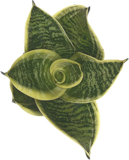 Seeds Sansoveria Plant