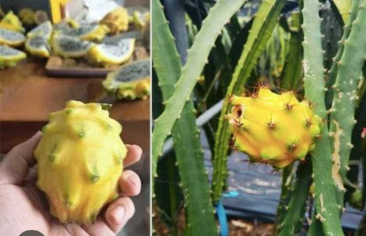 Seeds Yellow Dragon