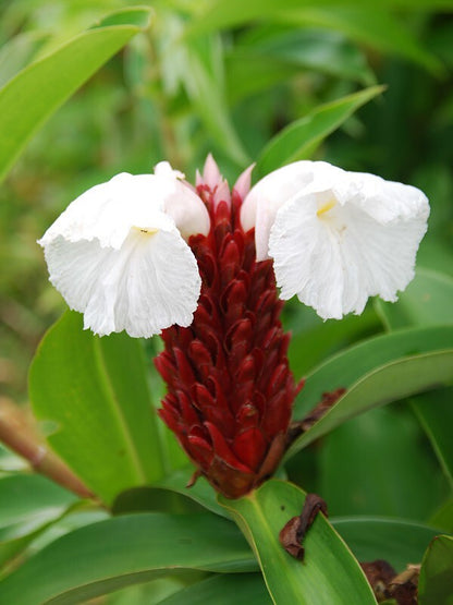 Seeds Live Insulin Plant for Diabetes Treatments