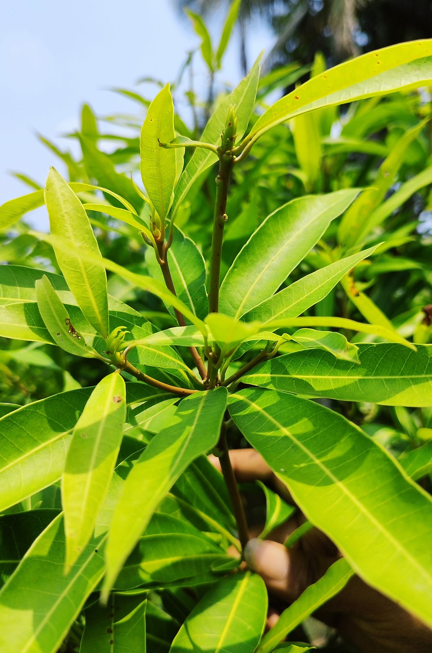 Seeds Mango Plant
